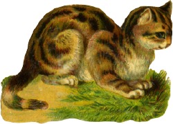 tabby-cat